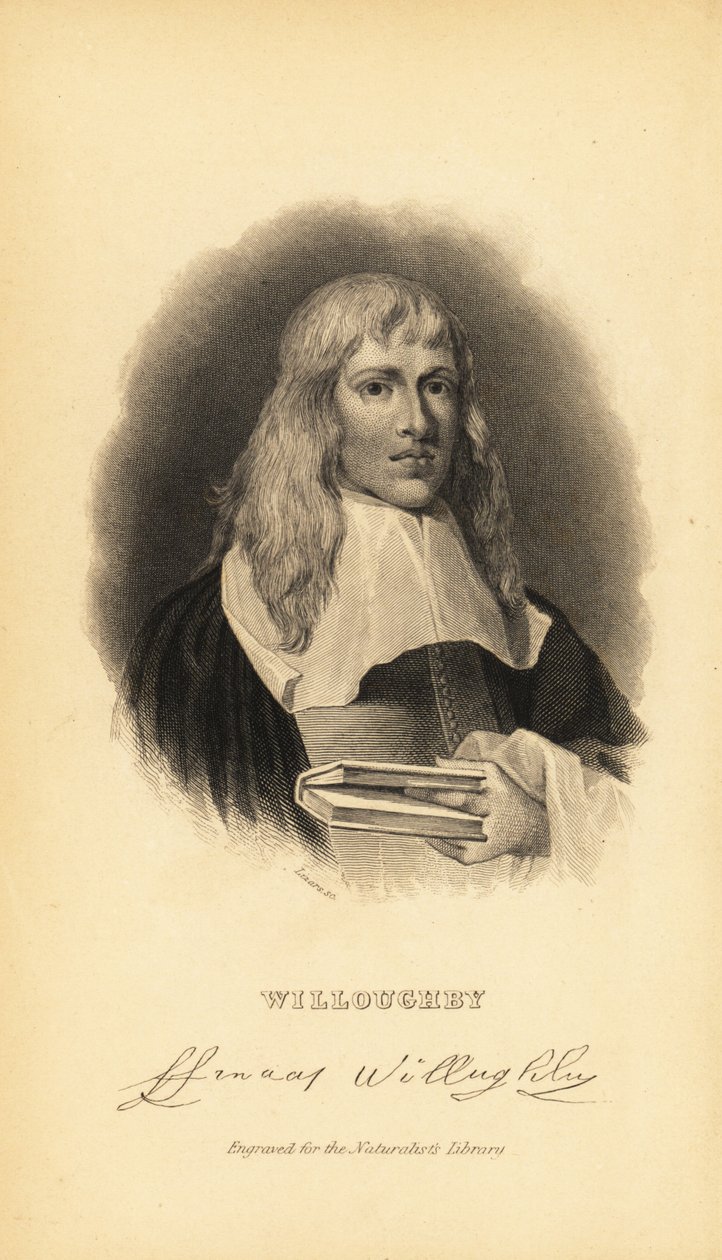 Francis Willughby oder Willoughby, englischer Ornithologe und Ichthyologe, 1635-1672 von Unknown