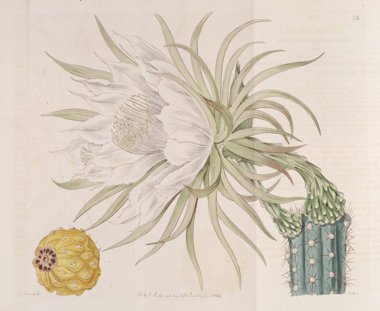 Harrisia gracilis von Edwards