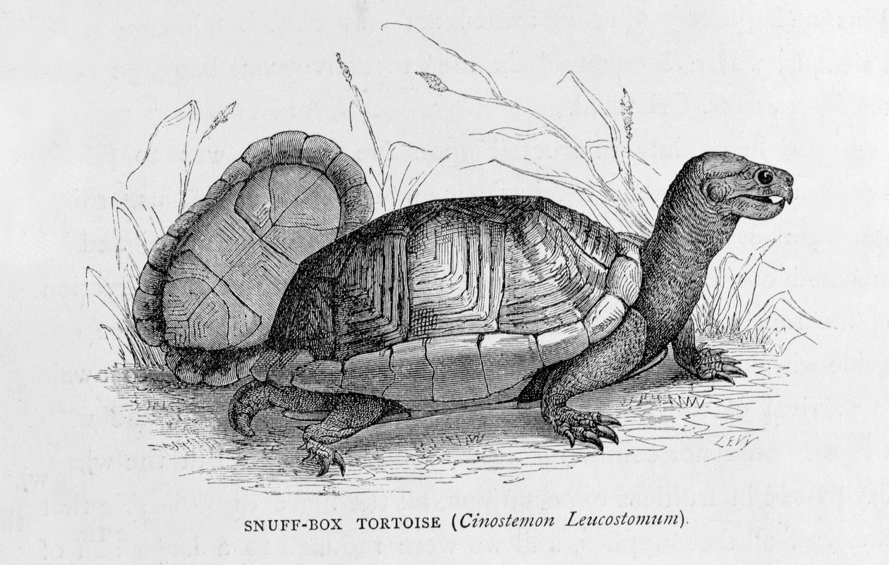 Schnupftabakdose Schildkröte (Cinostemon Leucostomum), aus 