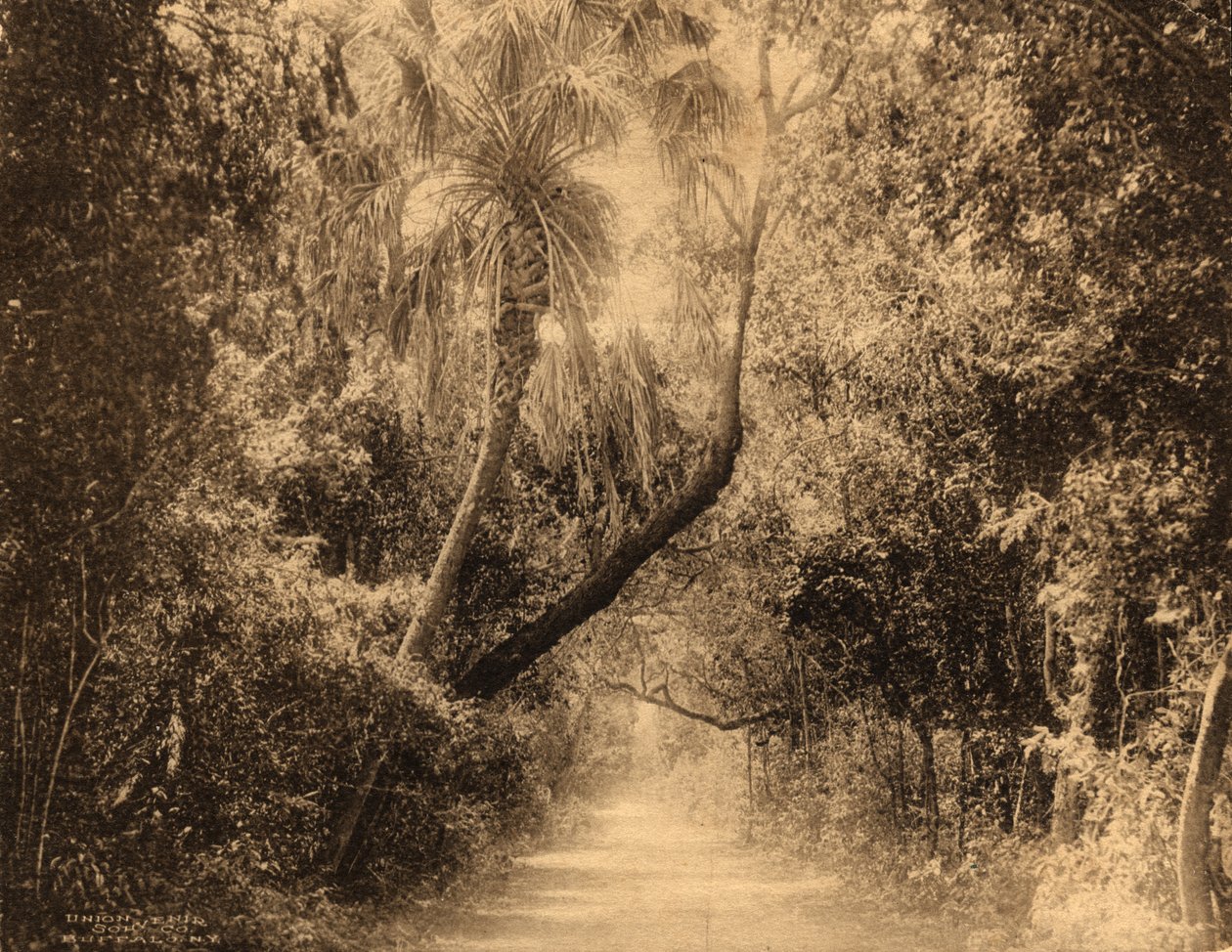 Brickell Hammock, Florida, ca. 1910 von Unknown
