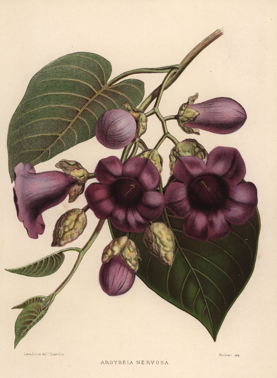 Elefantenwinde, Argyreia nervosa von Unknown
