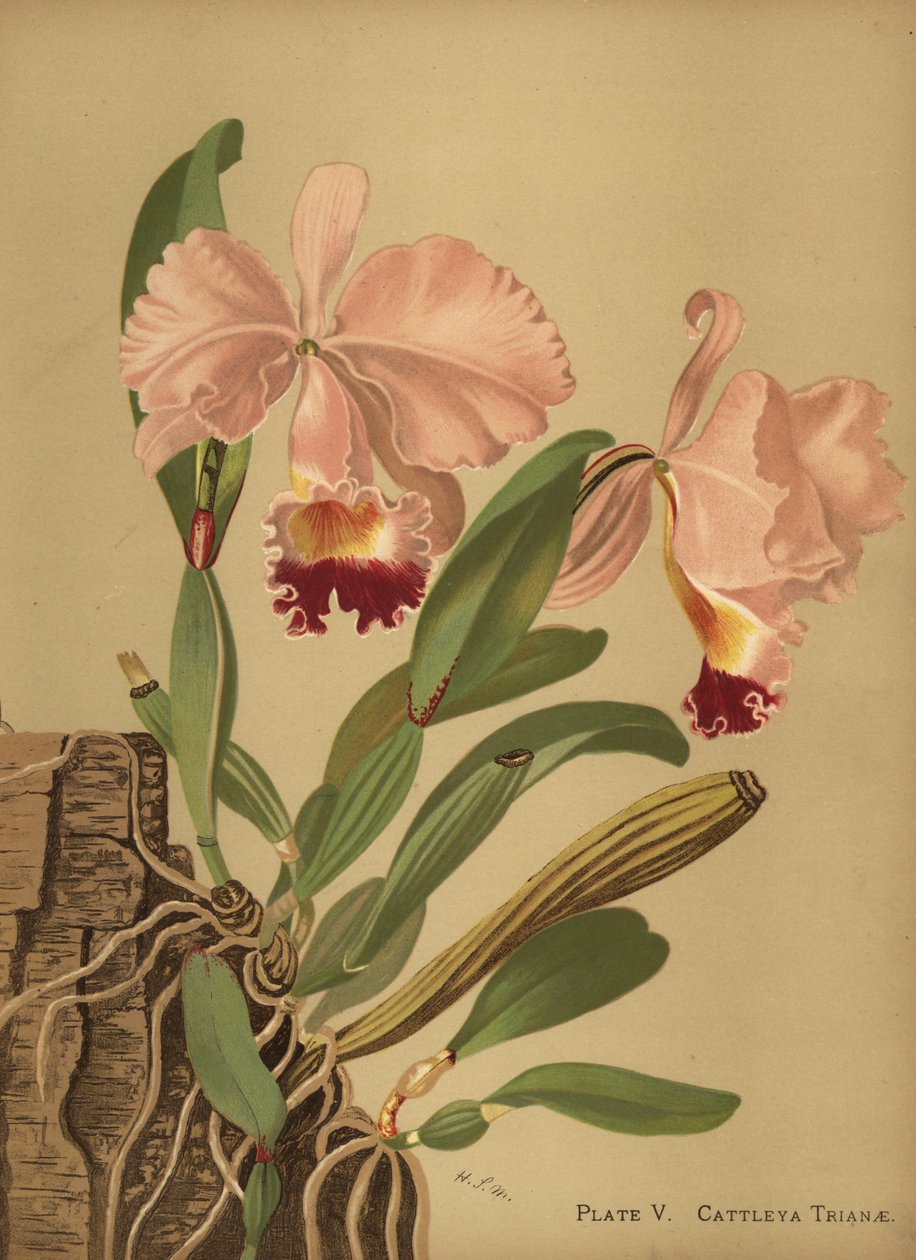 Flor de Mayo oder Weihnachtsorchidee, Cattleya trianae von Unknown