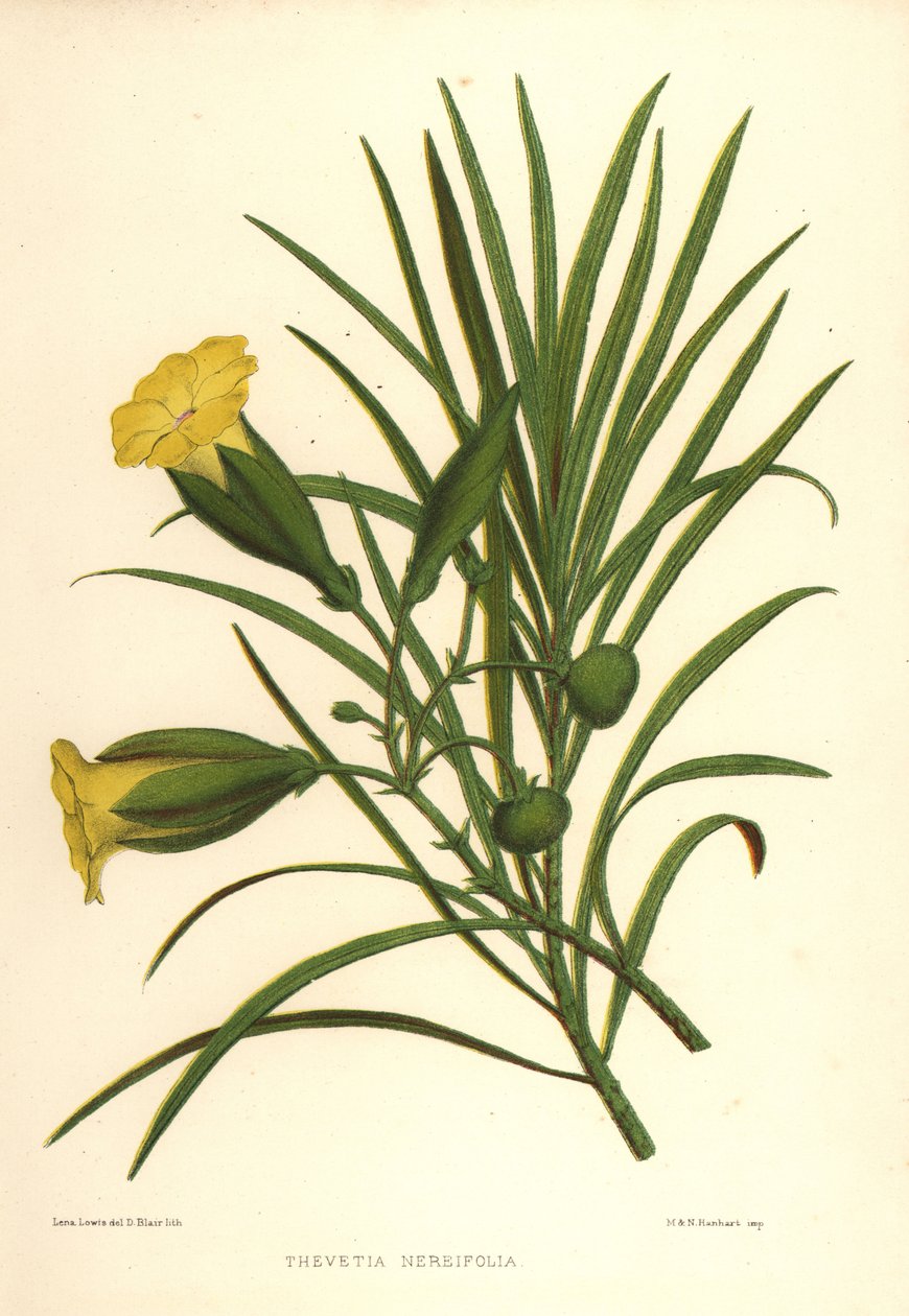 Gelber Oleander oder Glücksnuss, Thevetia nerifolia von Unknown