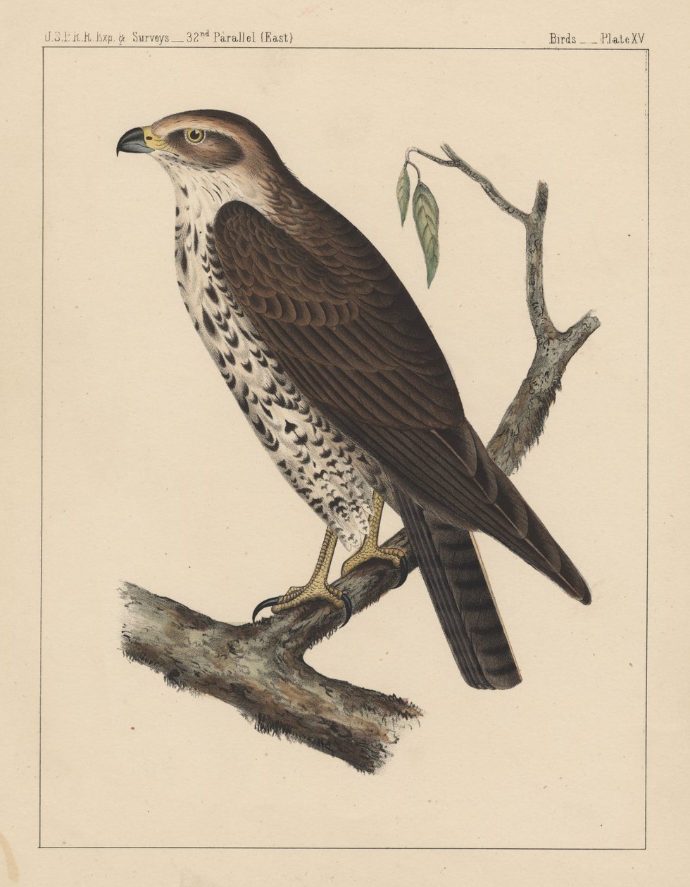 Vögel, Tafel XV, 1855 von American School