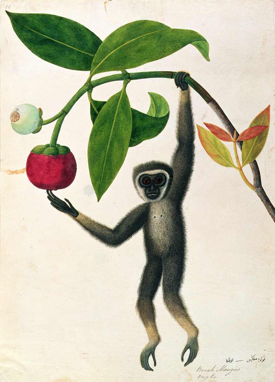 Ein agiler Gibbon oder Schwarzhandgibbon, aus Zeichnungen von Tieren, Insekten und Reptilien aus Malakka, ca. 1805-18 von Chinese School
