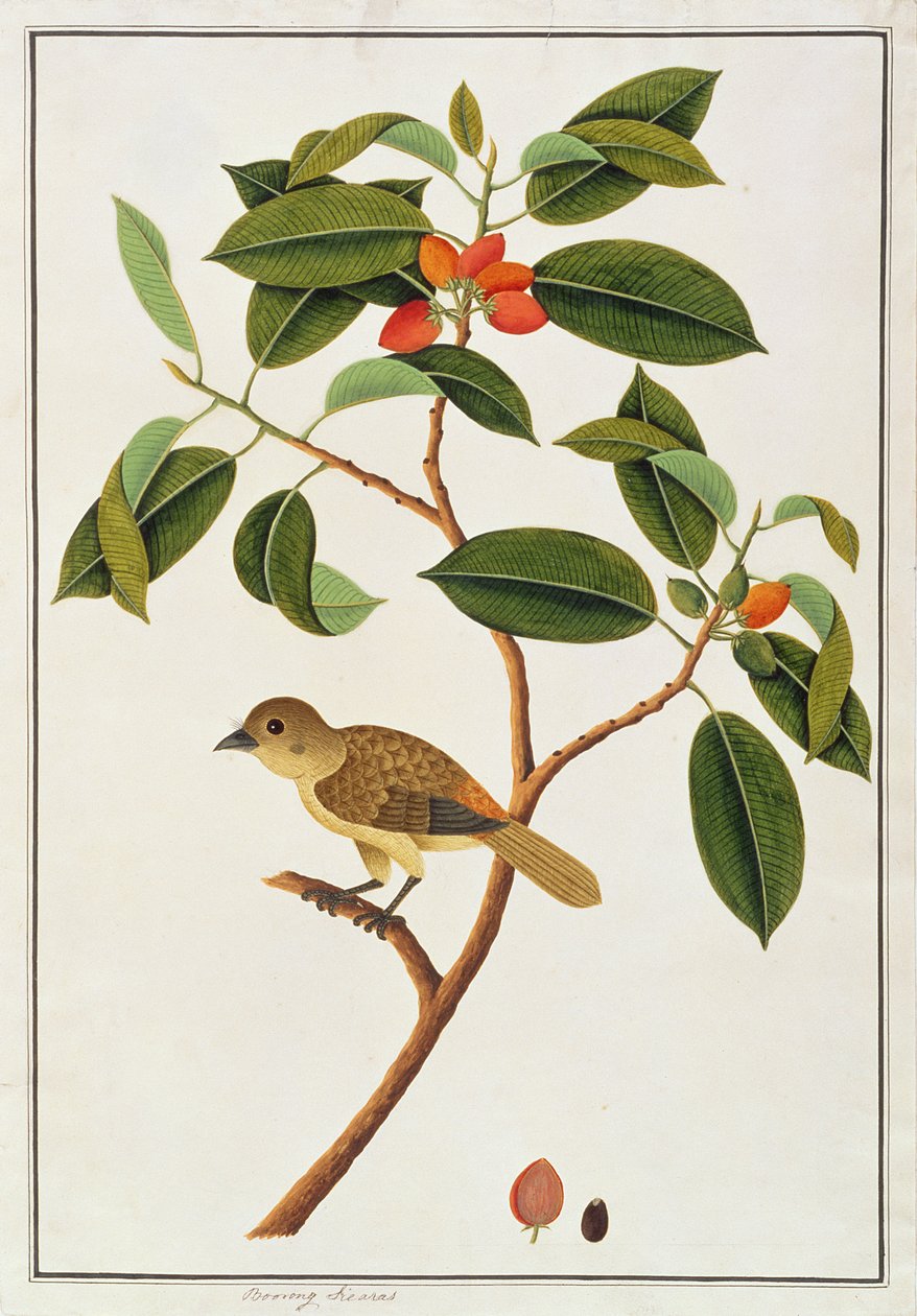 Brauner Bartvogel, aus Zeichnungen von Vögeln aus Malakka, ca. 1805-18 von Chinese School