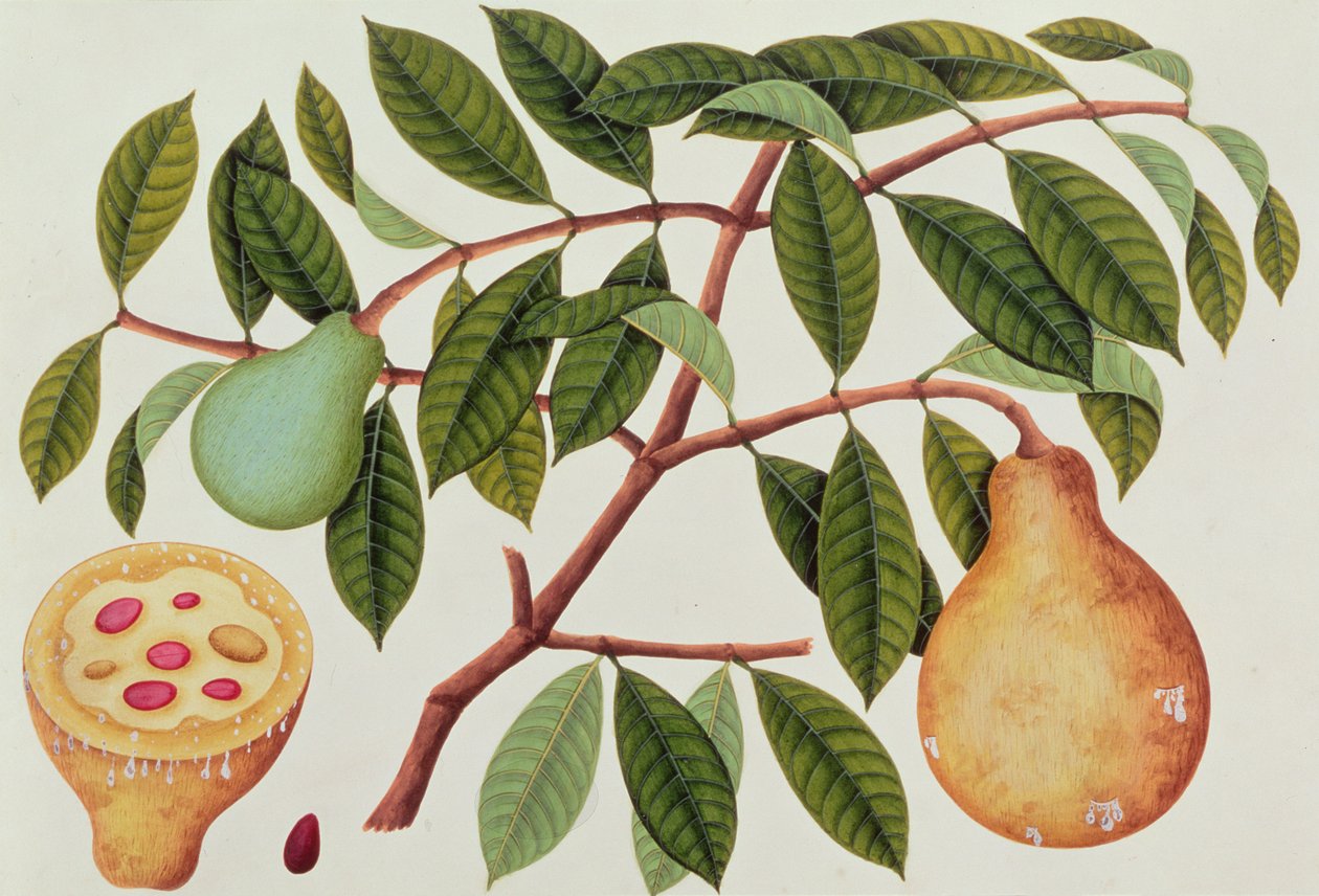 Frucht, aus Zeichnungen von Pflanzen aus Malakka, ca. 1805-18 von Chinese School