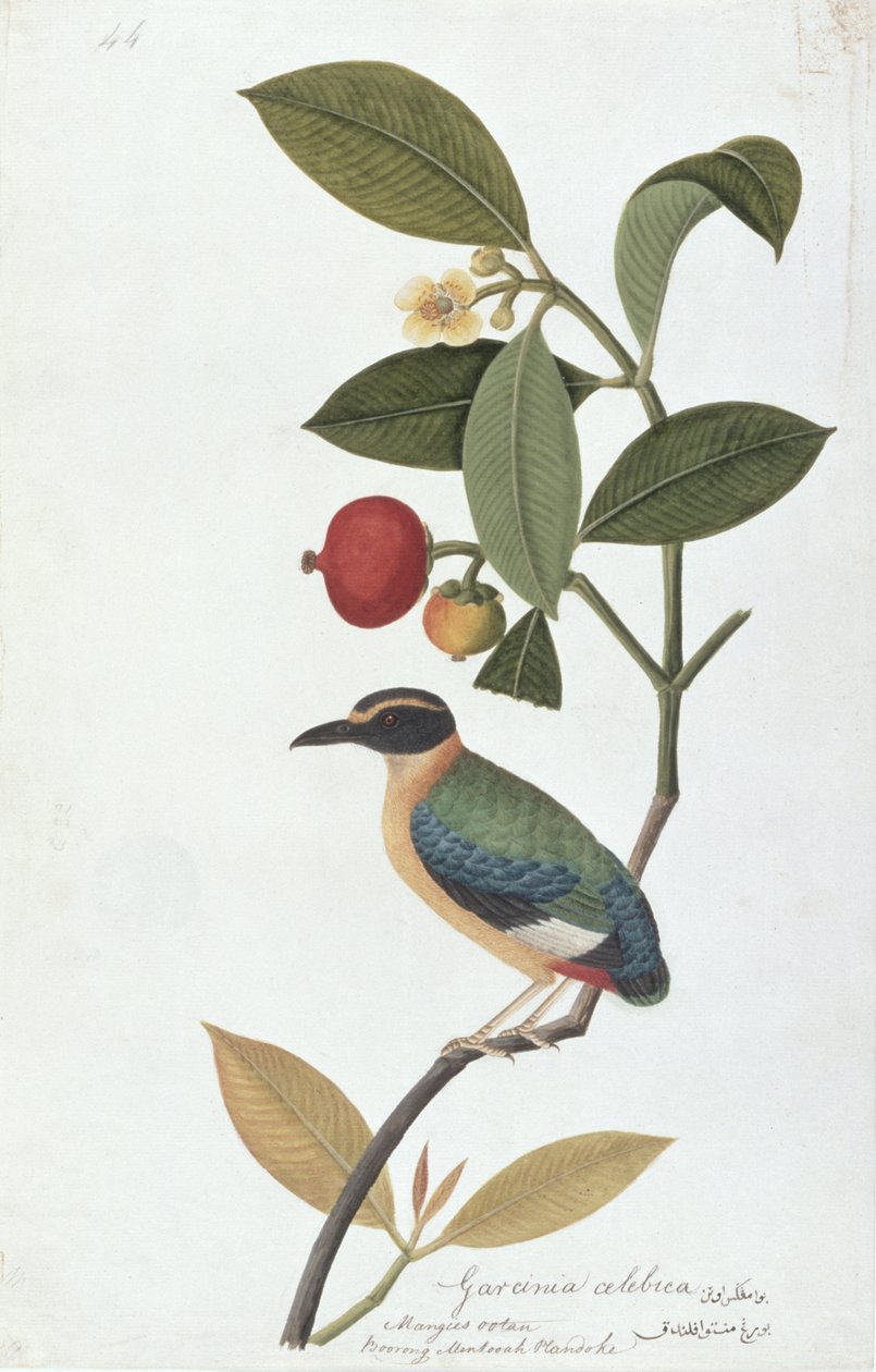 Garcinia celebica, Mangies ootan, Bourong Mentooah Plandoka, aus Zeichnungen von Vögeln aus Malakka, ca. 1805-18 von Chinese School