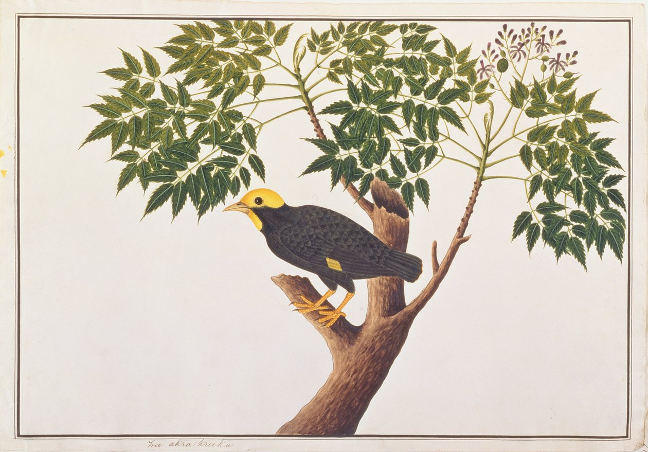 Goldkronen-Myna, aus Zeichnungen von Vögeln aus Malakka, ca. 1805-18 von Chinese School