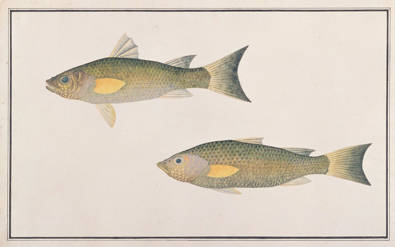 Graue Meeräsche, aus Zeichnungen von Fischen von Malakka, ca. 1805-18 von Chinese School