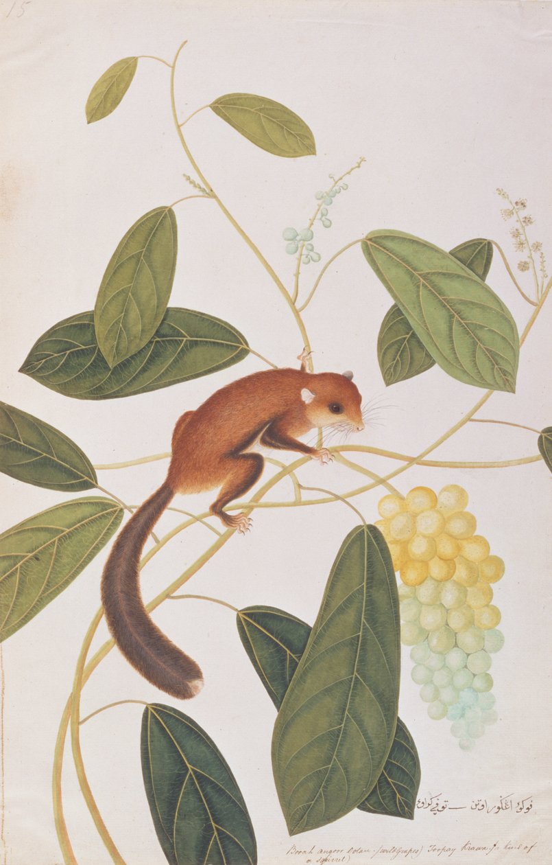 Grauwangengleithörnchen, aus Zeichnungen von Tieren, Insekten und Reptilien aus Malakka, ca. 1805-18 von Chinese School