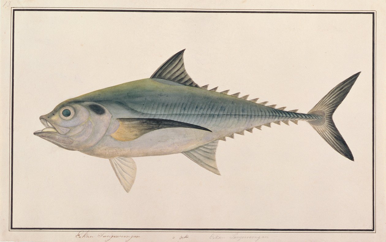 Hardtail Scad, aus Zeichnungen von Fischen von Malakka, ca. 1805-18 von Chinese School