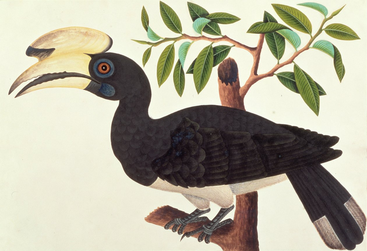 Ke-ke, aus Zeichnungen von Vögeln aus Malakka, ca. 1805-18 von Chinese School
