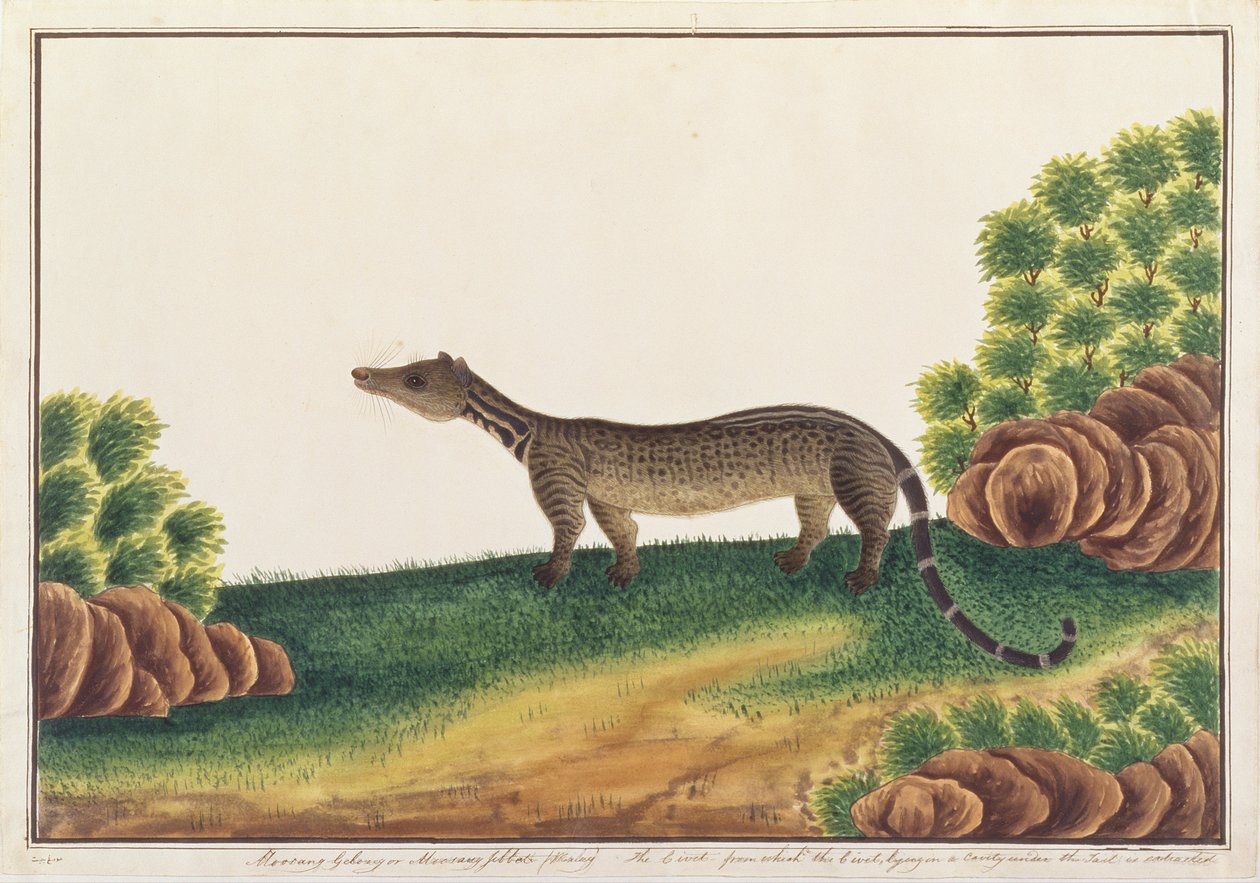 Malaiischer Zibetkatze, aus Zeichnungen von Tieren, Insekten und Reptilien aus Malakka, ca. 1805-18 von Chinese School
