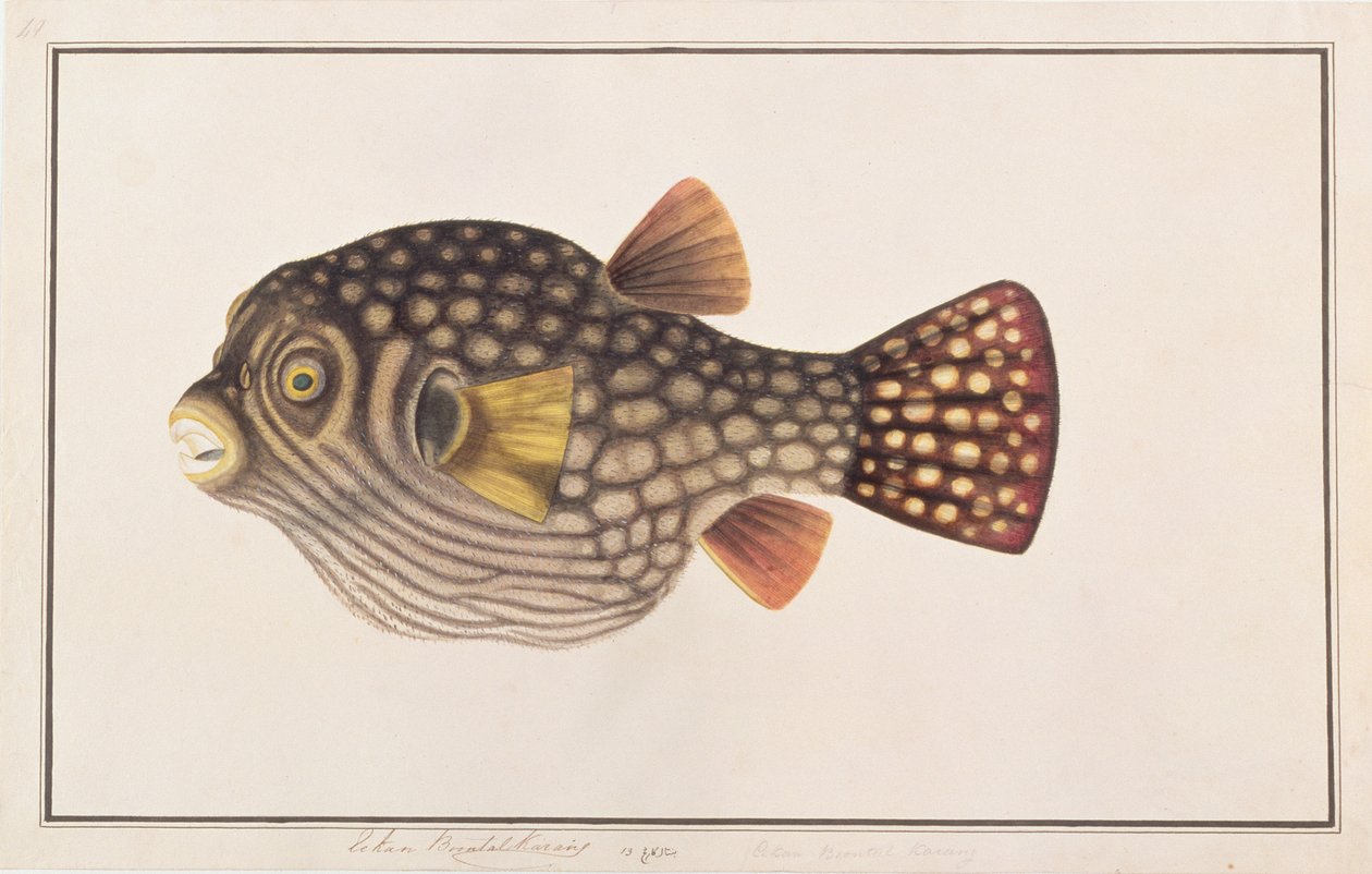 Netz-Pufferfisch, aus Zeichnungen von Fischen von Malakka, ca. 1805-18 von Chinese School