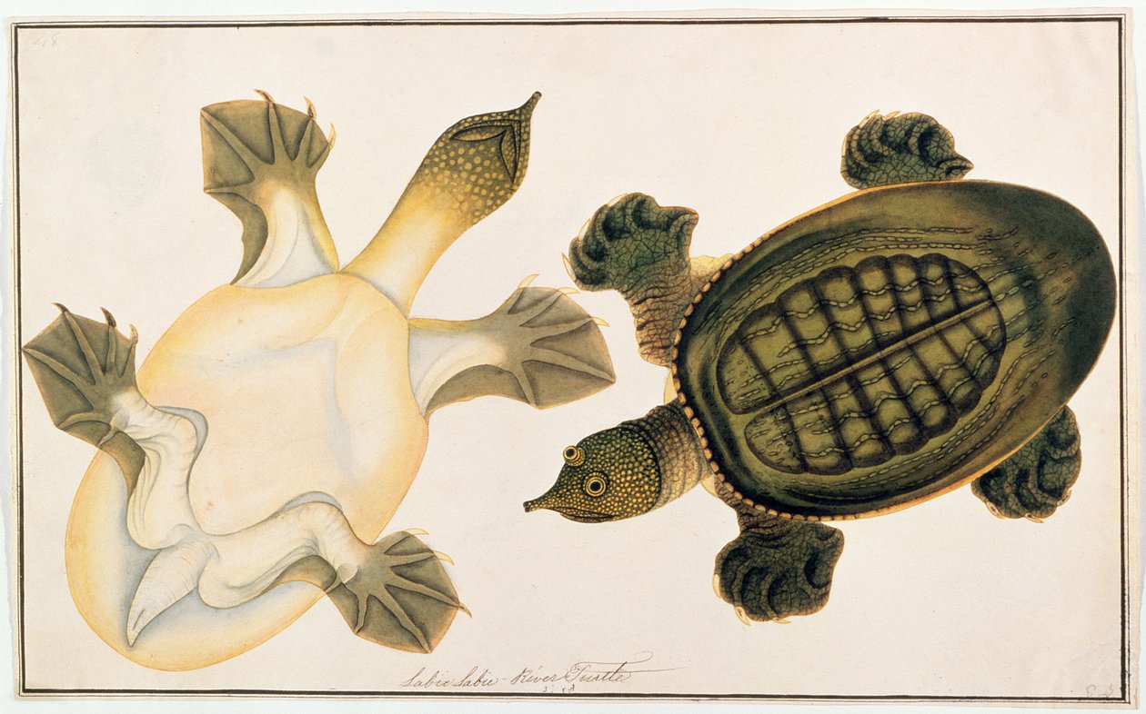 Flussschildkröte, Labie Labu, aus Zeichnungen von Tieren, Insekten und Reptilien aus Malakka, ca. 1805-18 von Chinese School