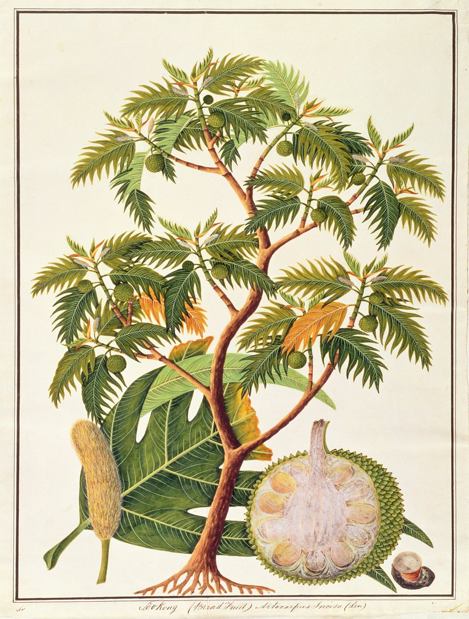 Sookong (Brotfrucht) und Artocarpus Incisa (Lin), aus Zeichnungen von Pflanzen aus Malakka, ca. 1805-18 von Chinese School