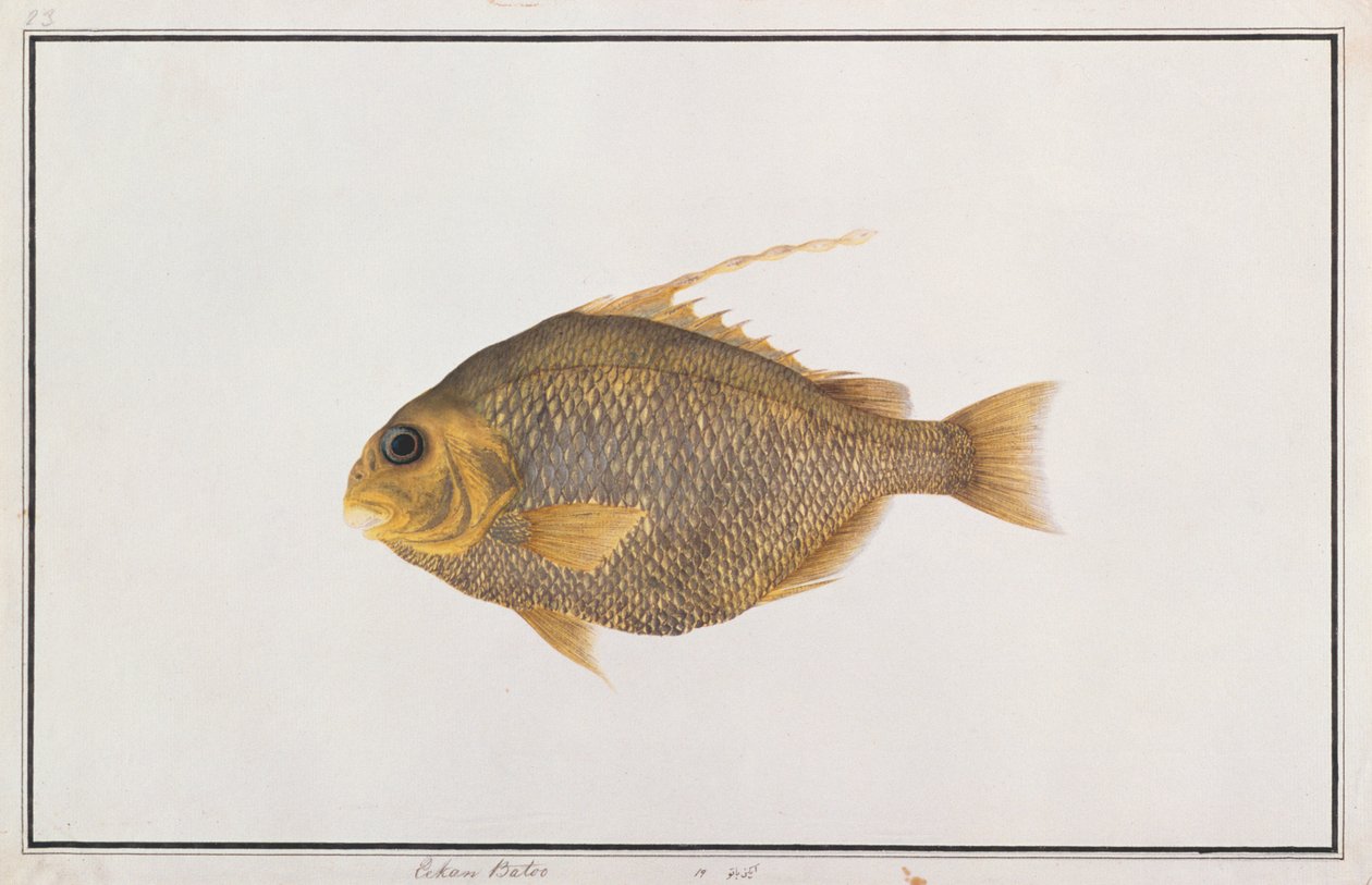 Spatenfisch, aus Zeichnungen von Fischen von Malakka, ca. 1805-18 von Chinese School