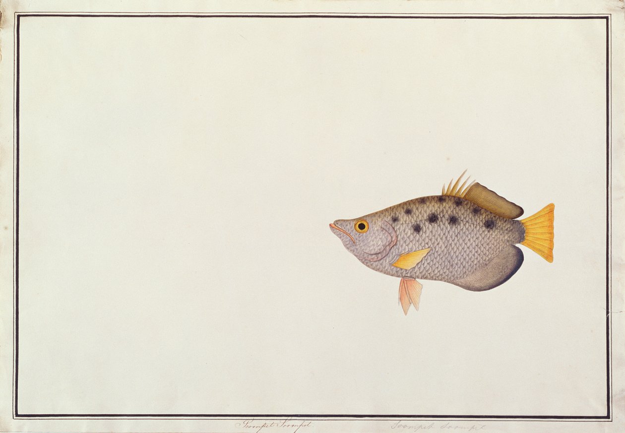 Gefleckter Schützenfisch, aus Zeichnungen von Fischen von Malakka, ca. 1805-18 von Chinese School