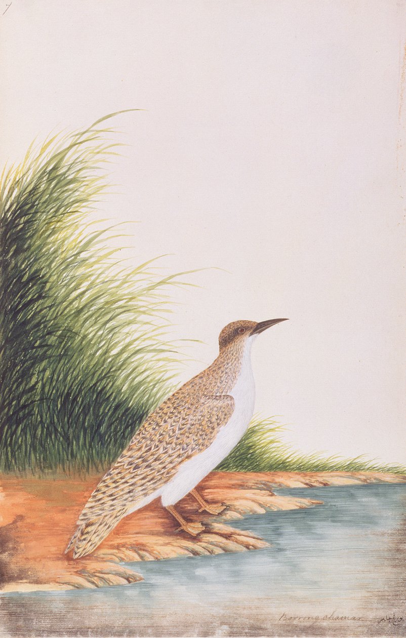 Seeschwalbe, aus Zeichnungen von Vögeln aus Malakka, ca. 1805-18 von Chinese School