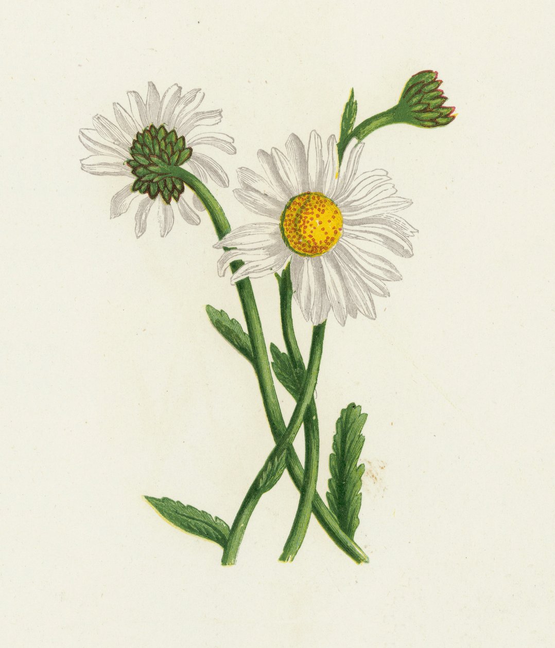 Weiße Margerite, Chrysanthemum Leucanthemum von English School