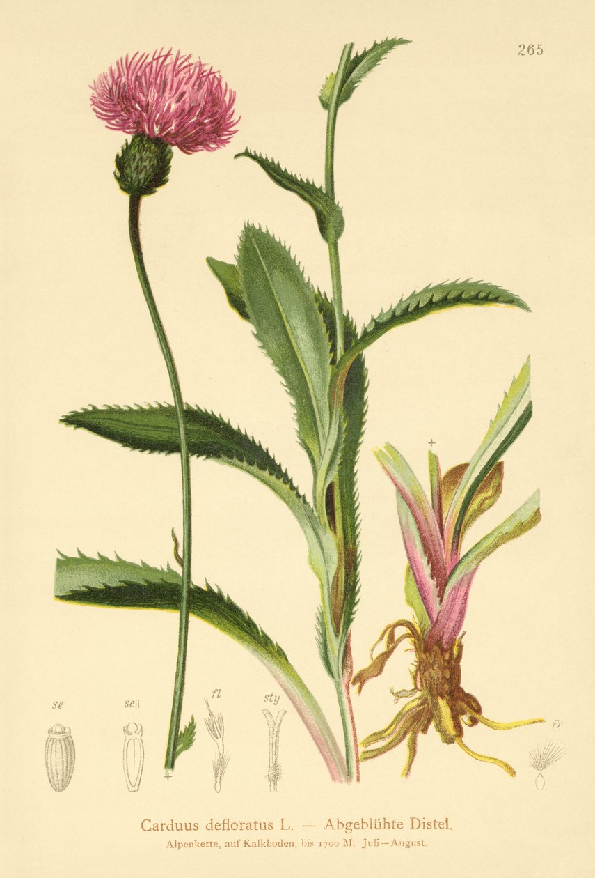 Alpendistel von German School