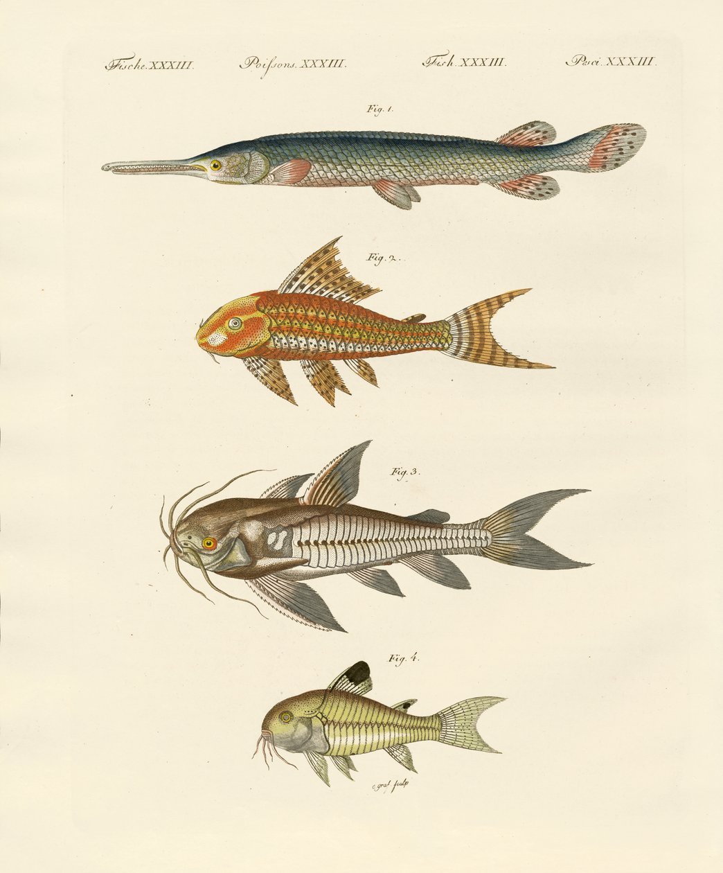 Gepanzerte Fische von German School