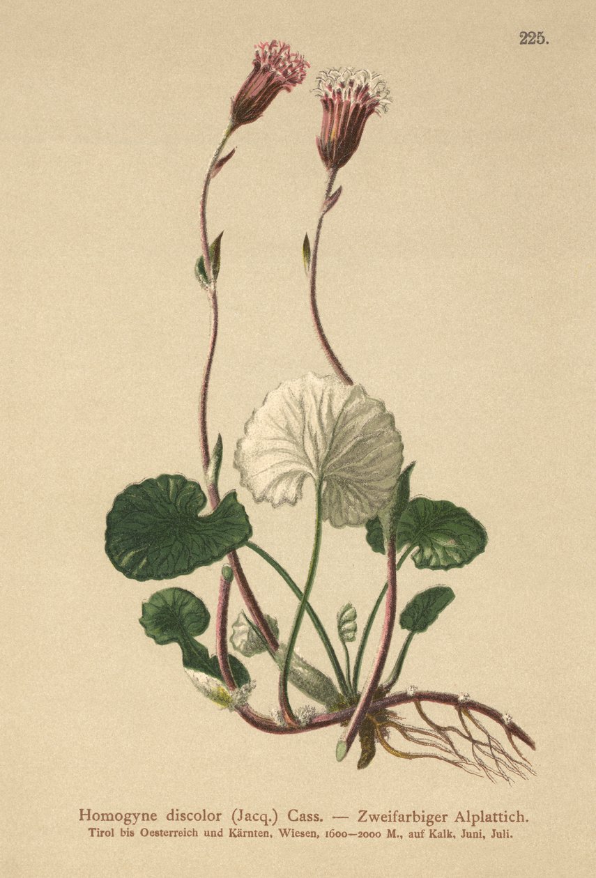 Verfärbtes Huflattich (Homogyne discolor) von German School