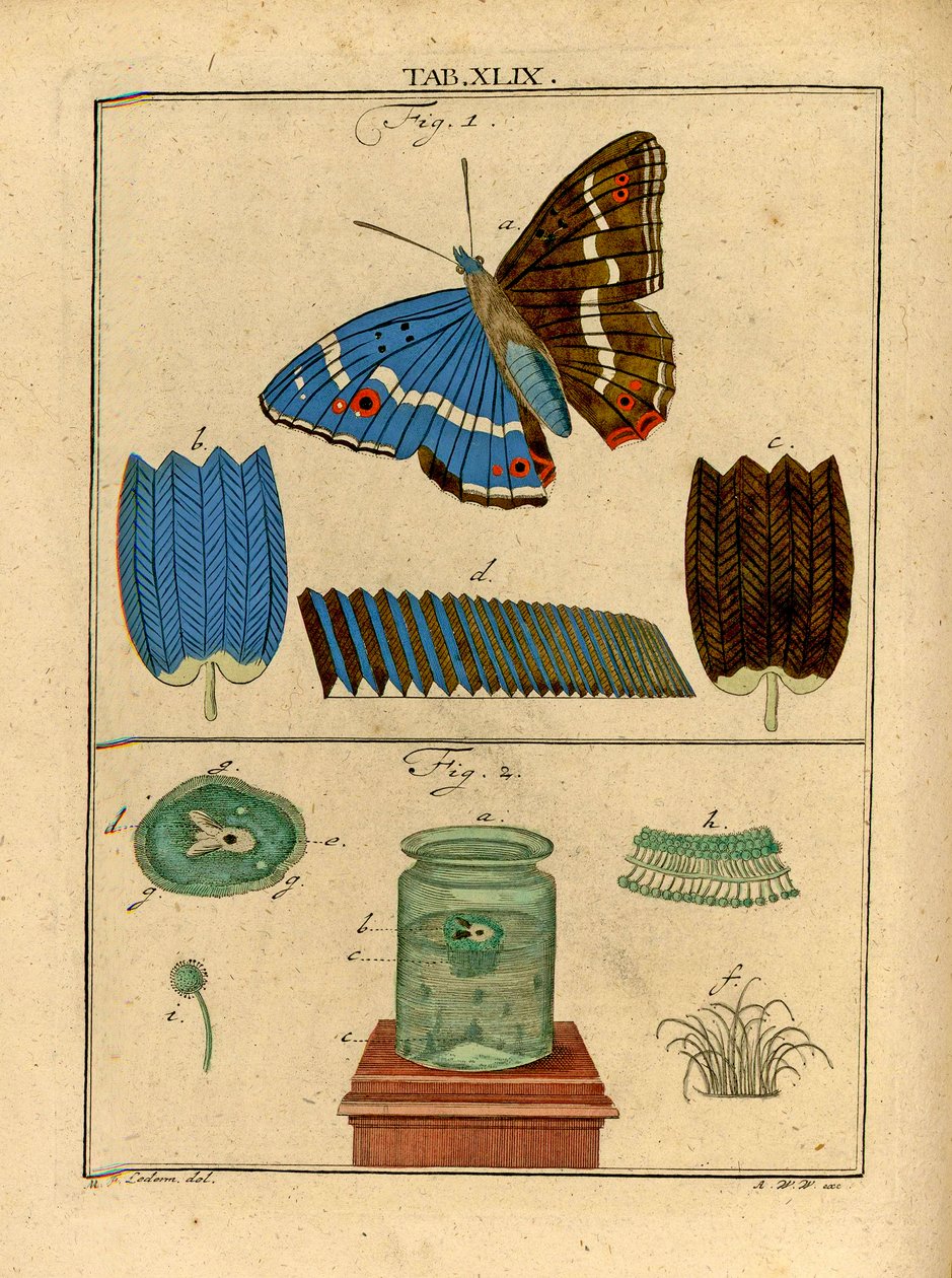 Illustrationen mikroskopischer einzelliger Organismen und Schuppen von einem Schmetterlingsflügel mit einem frühen optischen Mikroskop, 1768 von German School