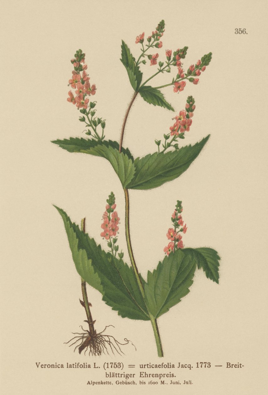Brennnesselblättriger Ehrenpreis (Veronica latifolia, Veronica urticaefolia) von German School