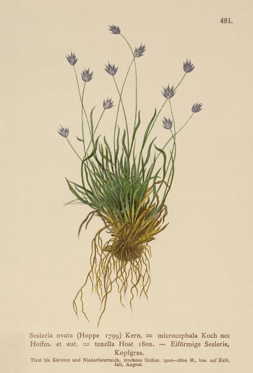 Seslerie (Sesleria ovata, Sesleria microcephala, Sesleria tenella, Psilathera ovata) von German School