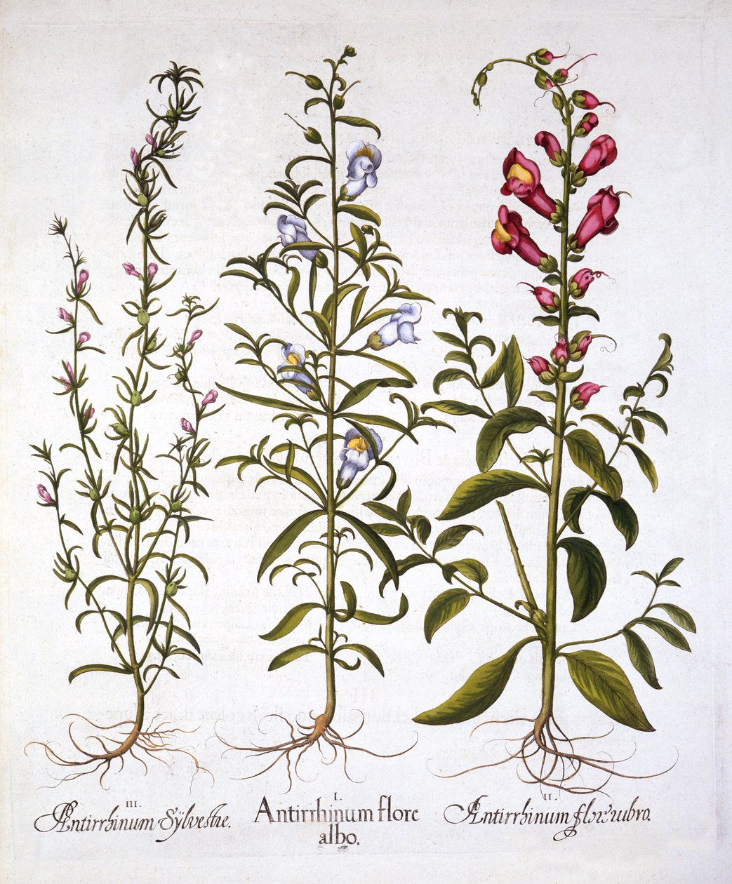 Löwenmäulchen oder Antirrhinum, aus Hortus Eystettensis, von Basil Besler, veröffentlicht 1613 von German School