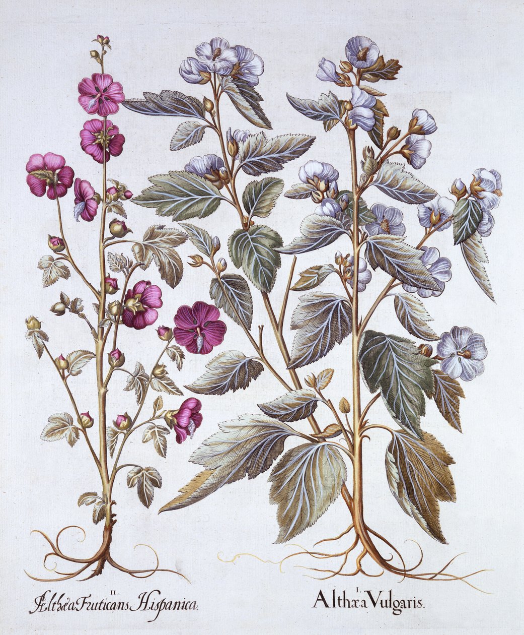 Zwei Malvenarten, aus Hortus Eystettensis, von Basil Besler, 1613 von German School