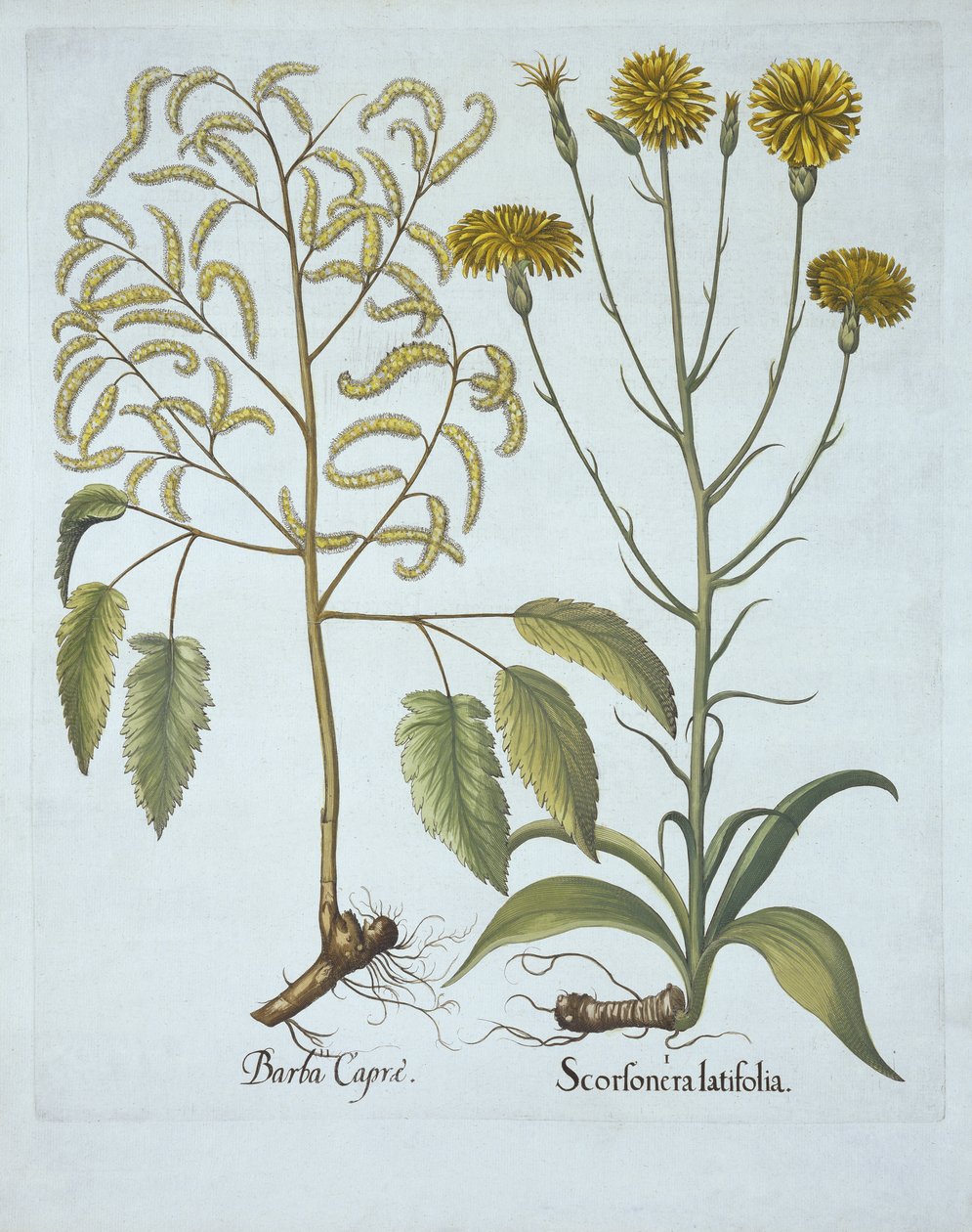 Schwarzwurzel und Bocksbart, aus Hortus Eystettensis, von Basil Besler (1561-1629), veröffentlicht 1613 von German School