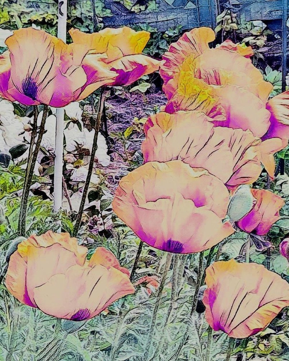 Mohnblumen. von Margareta Uliarte