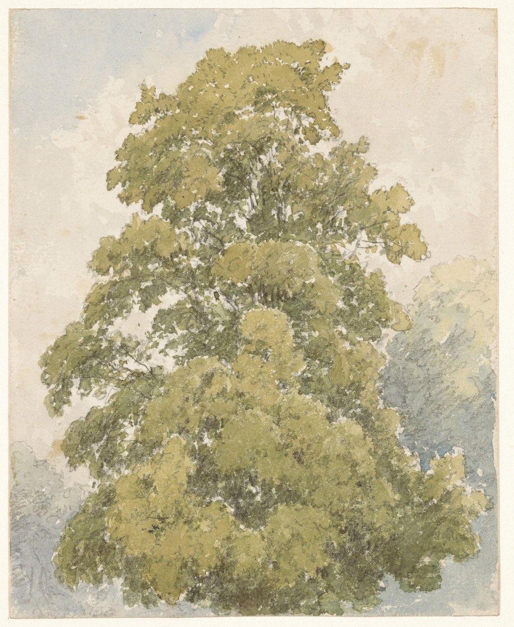 Studie einer Ulme von Aaron Edwin Penley
