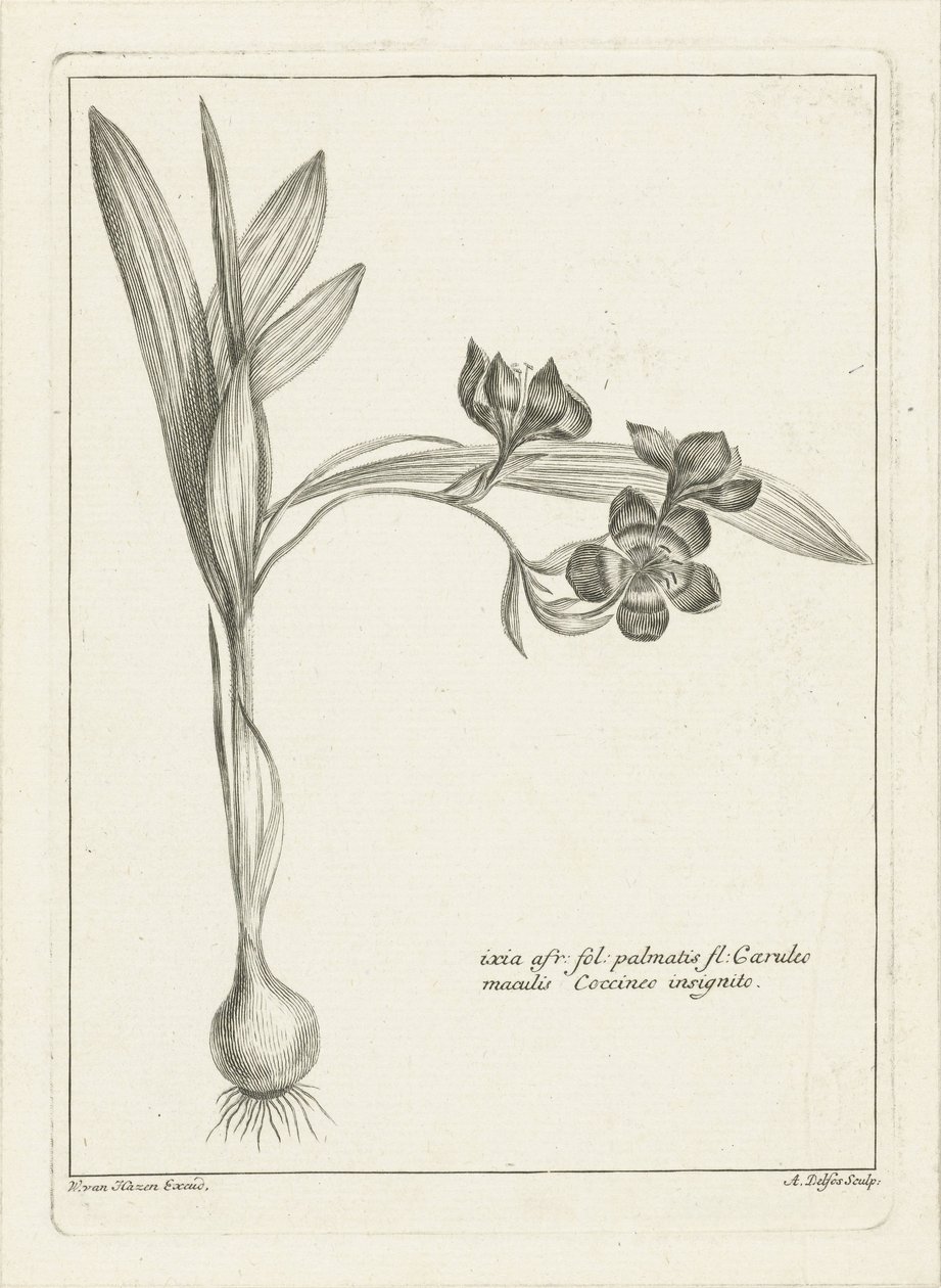 Ixia von Abraham Delfos