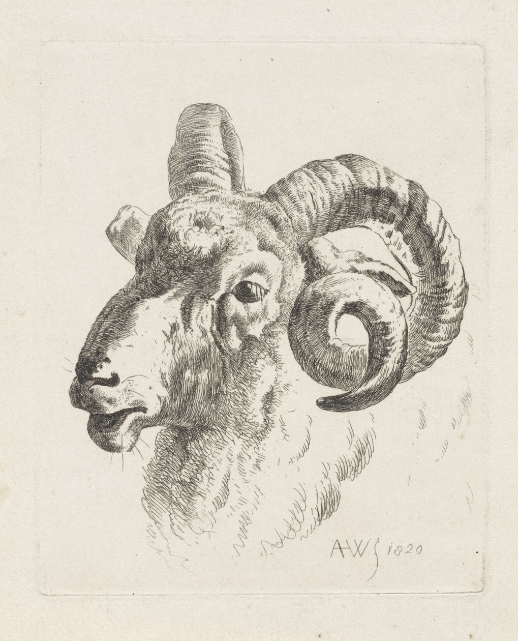 Widderkopf nach links von Abraham Hendrik Winter