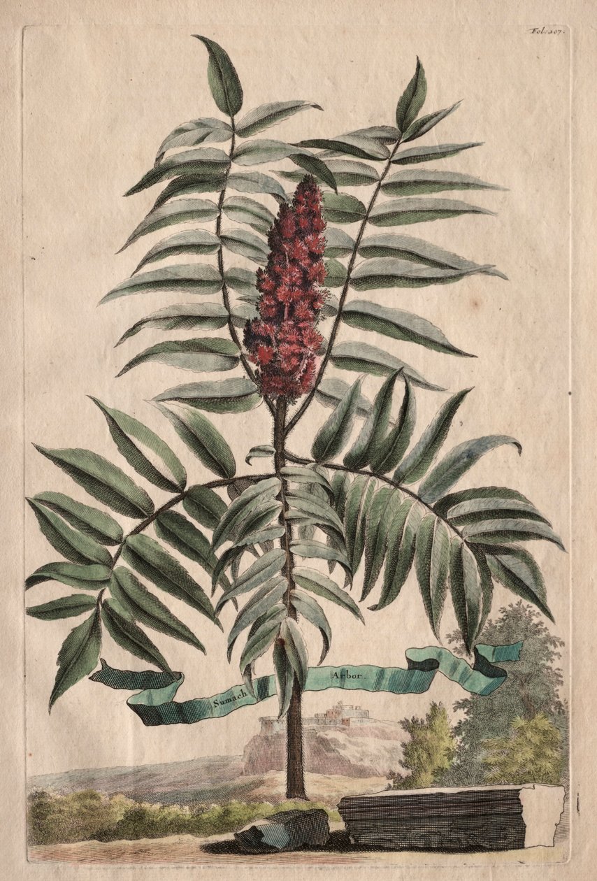 Phytographia Curiosa: Sumachbaum von Abraham Munting