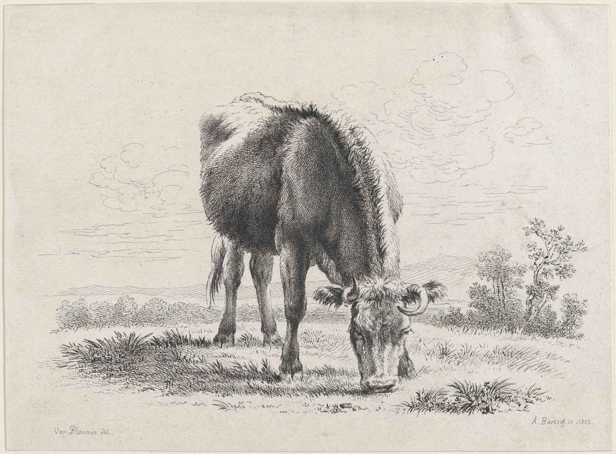 Weidende Kuh, 1805 von Adam von Bartsch