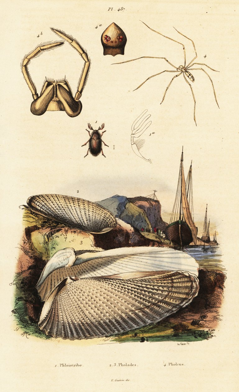 Bohrmuschel, Muschel, Käfer und Spinne von Adolph (after) Fries