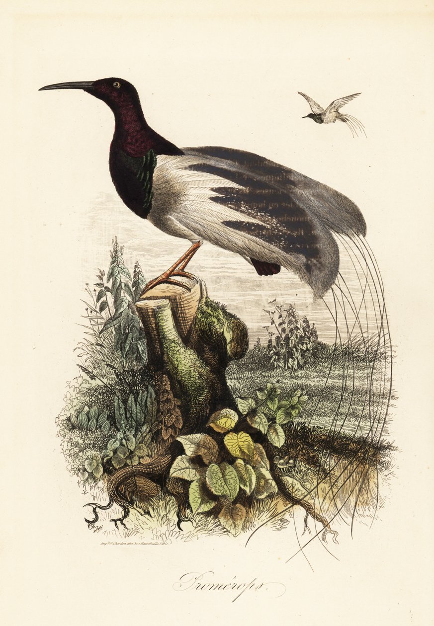 Zwölfdrähtiger Paradiesvogel, Seleucidis melanoleucus von Adolph (after) Fries