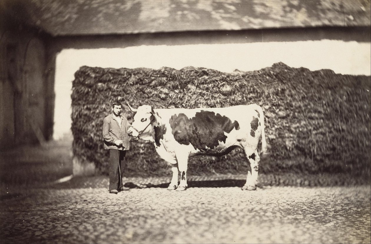 [Preisgekrönter Stier] von Adolphe Braun