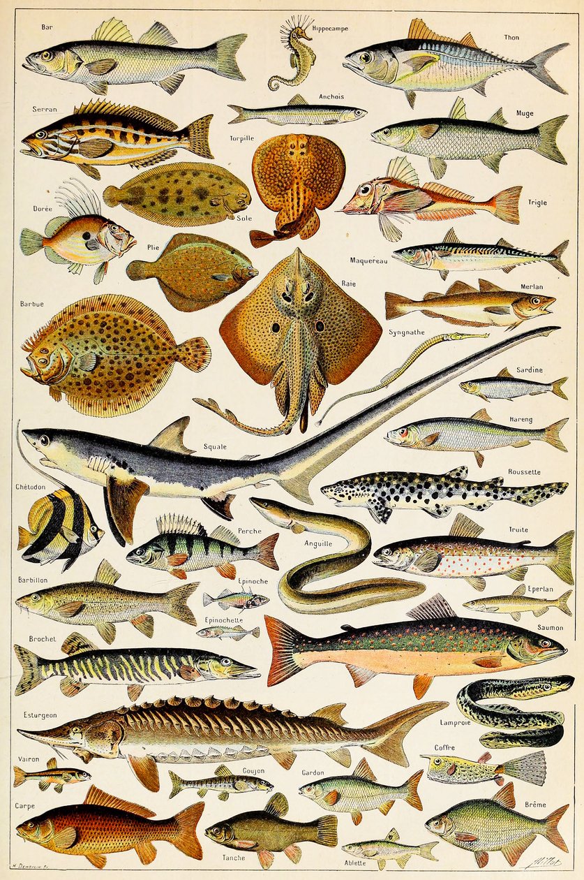 Illustration von essbaren Fischen, ca. 1923 von Adolphe Philippe Millot