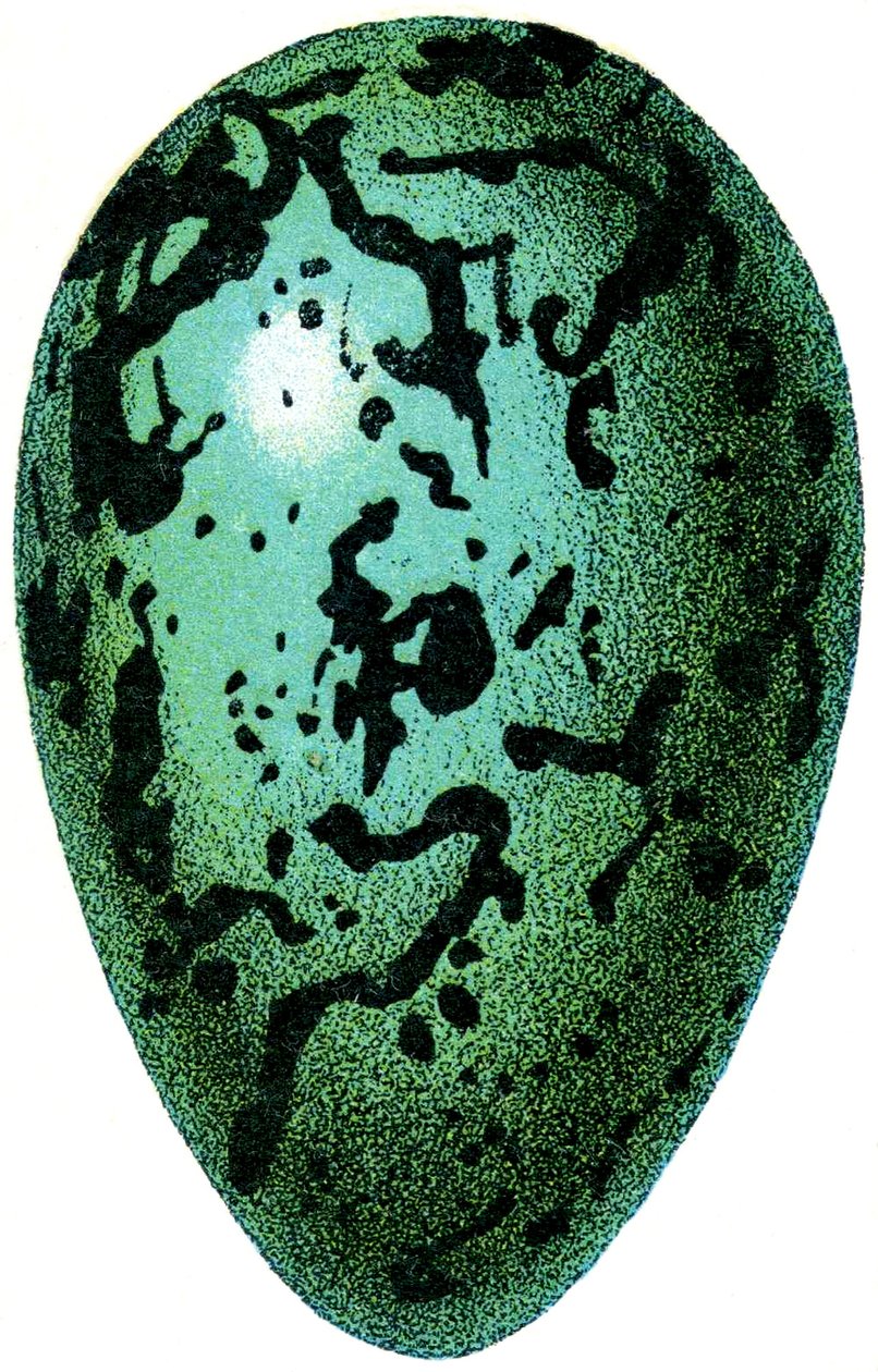 Papageientaucher-Ei, 1923 von Adolphe Philippe Millot