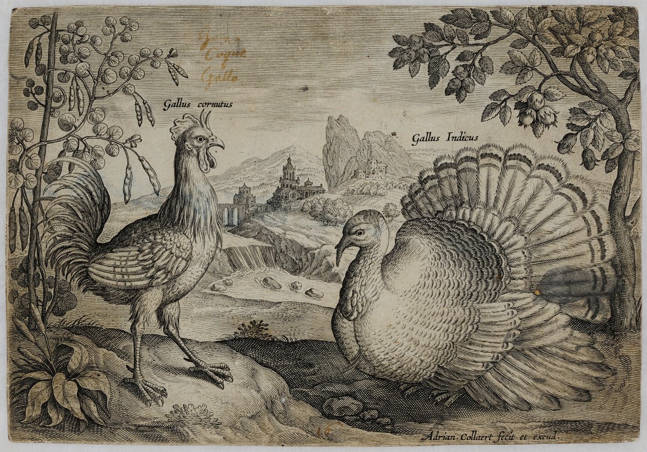 Alte Meister Gravur von Adriaen Collaert