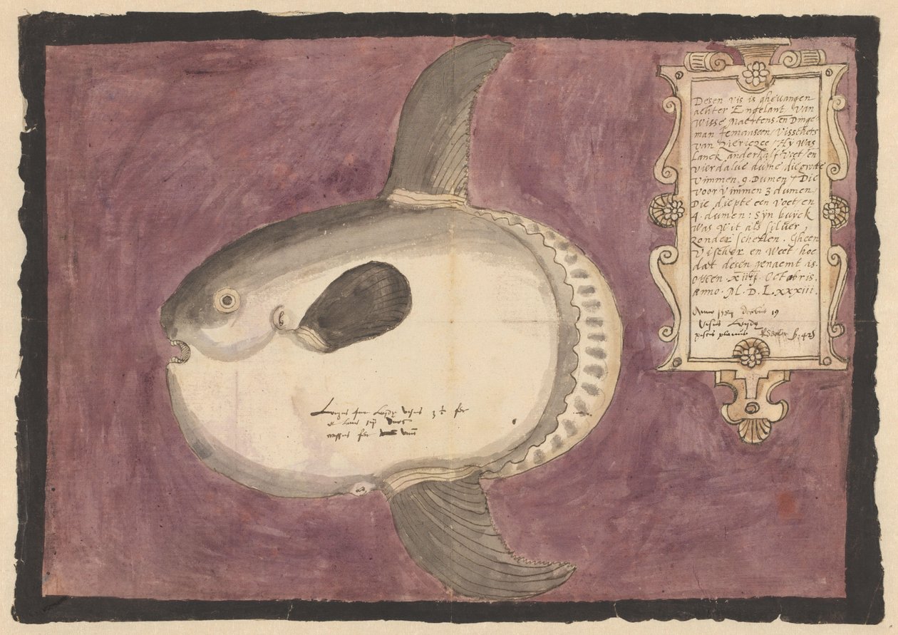 Mondfisch (Mola mola) von Adriaen Coenen