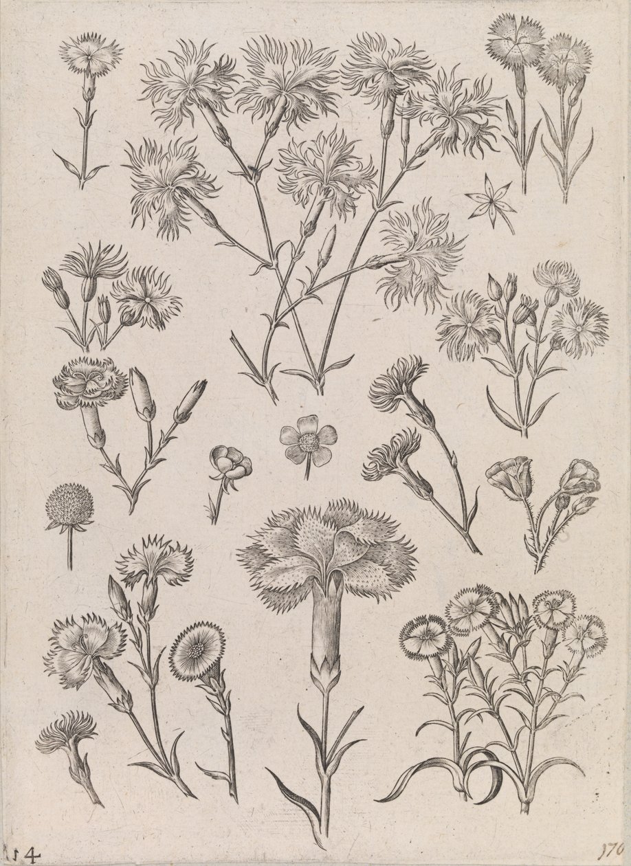 Narzissen von Adriaen Collaert