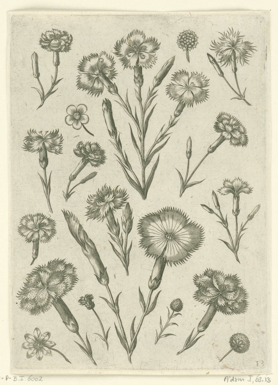 Verschiedene Nelken von Adriaen Collaert