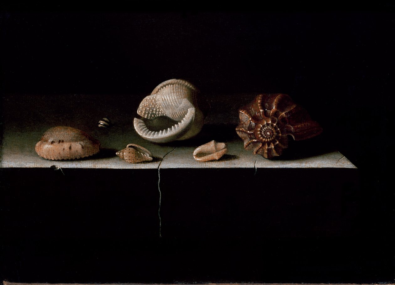 Sechs Muscheln auf einem Steinsims, 1696 von Adrian Coorte